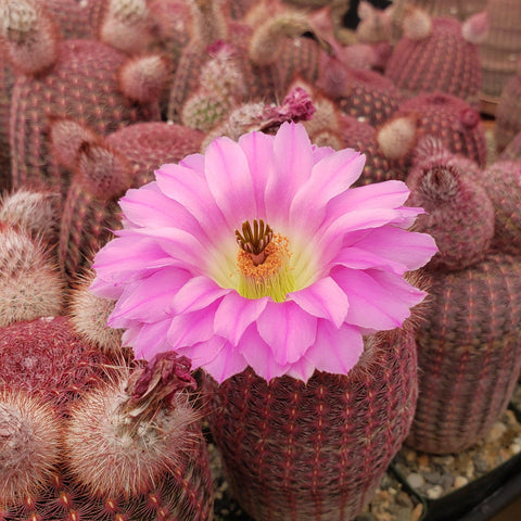 Best Cactus Plants, Premium Quality