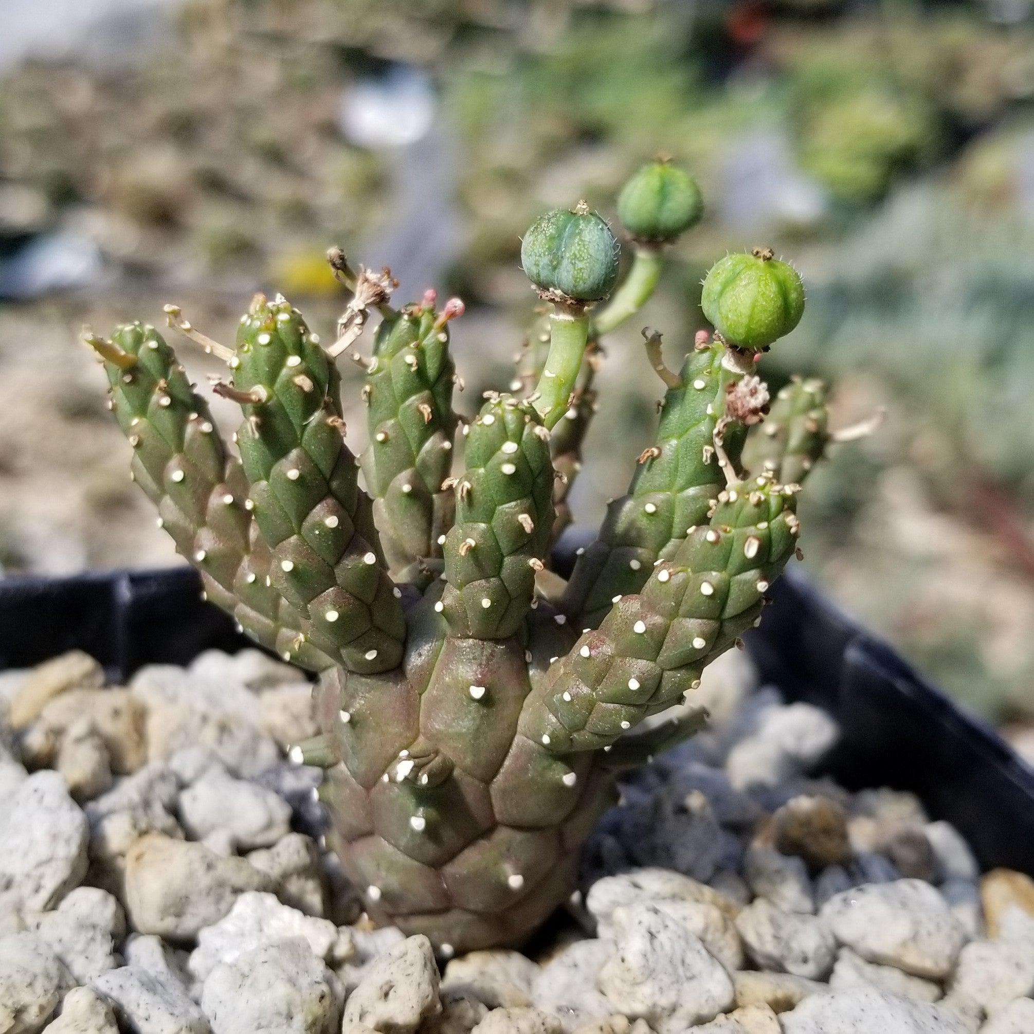 Euphorbia Gamkaensis Planet Desert