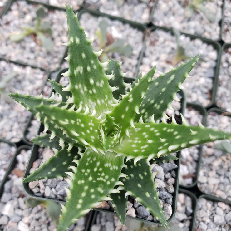 Aloe Minnie Belle - Planet Desert