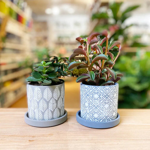 Dress up your plants and succulents in pretty pots today! Opening sales for  our newly launched online store. Do DM us or head over to our…