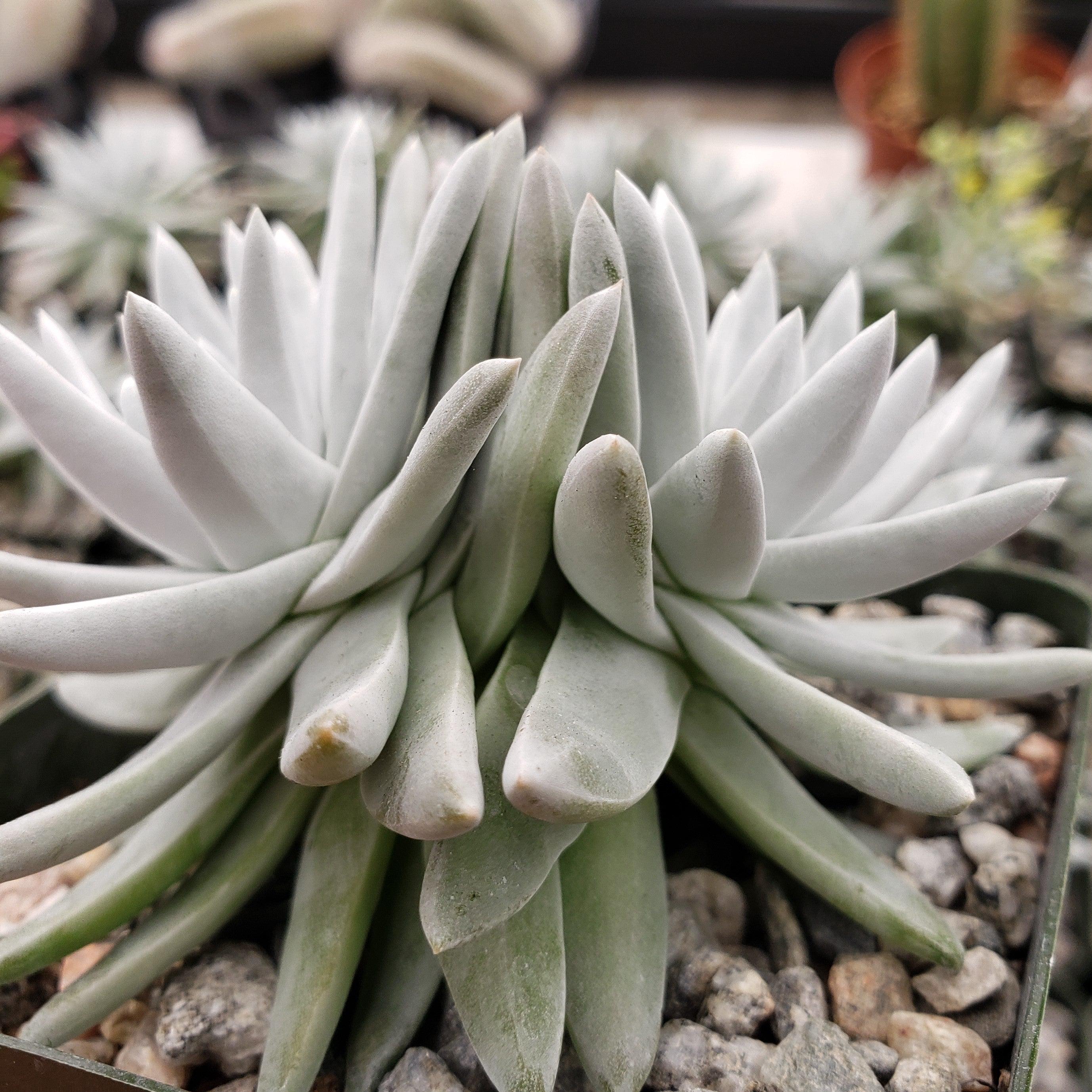 dudleya gnoma white sprite – Planet Desert