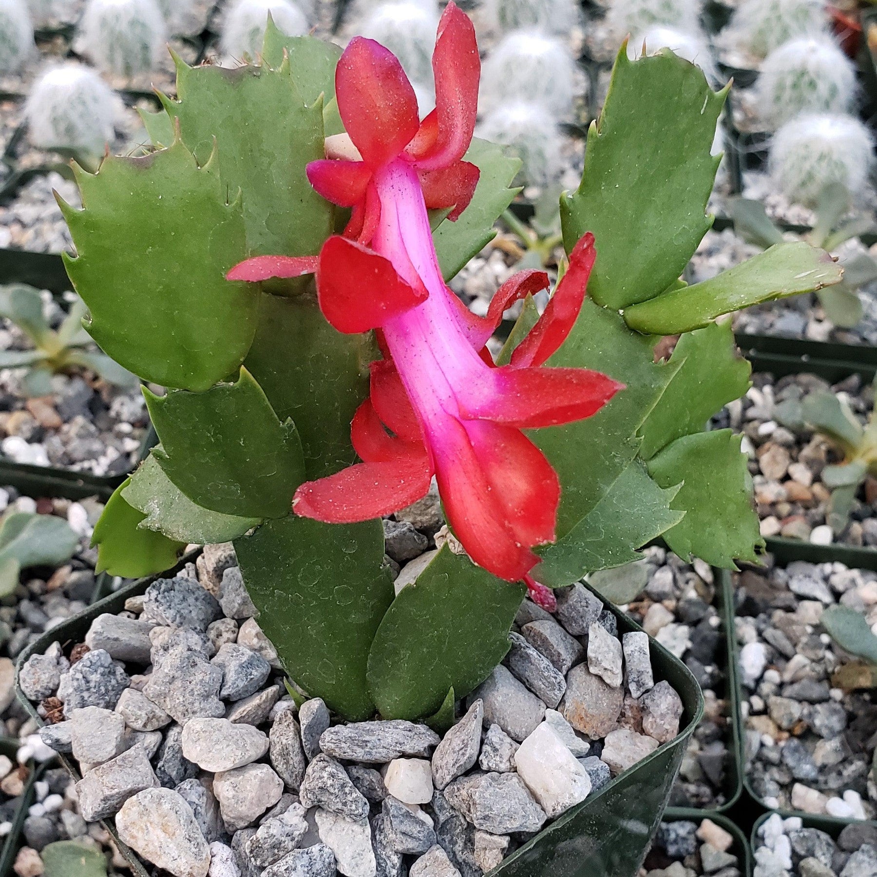 Thanksgiving cactus.