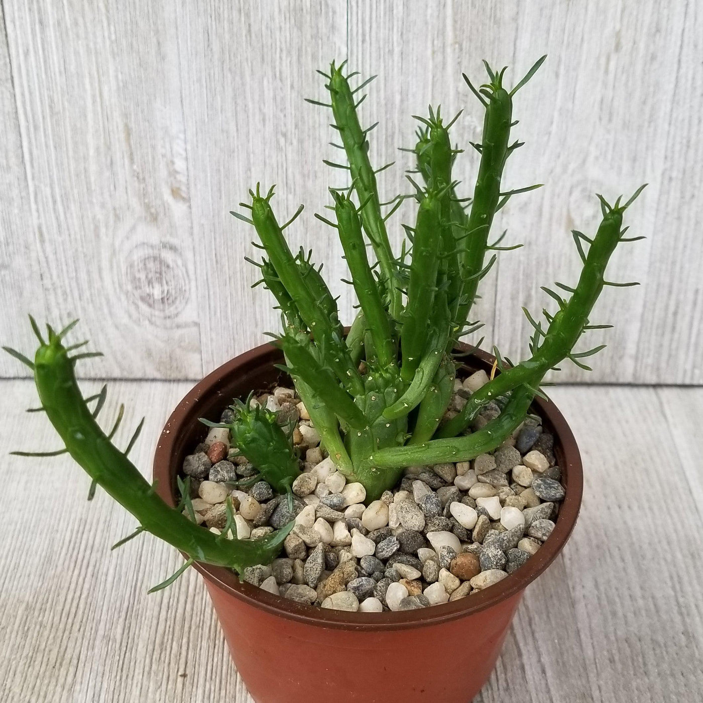 Euphorbia Medusa | Unique Outdoor Succulent | Planet Desert