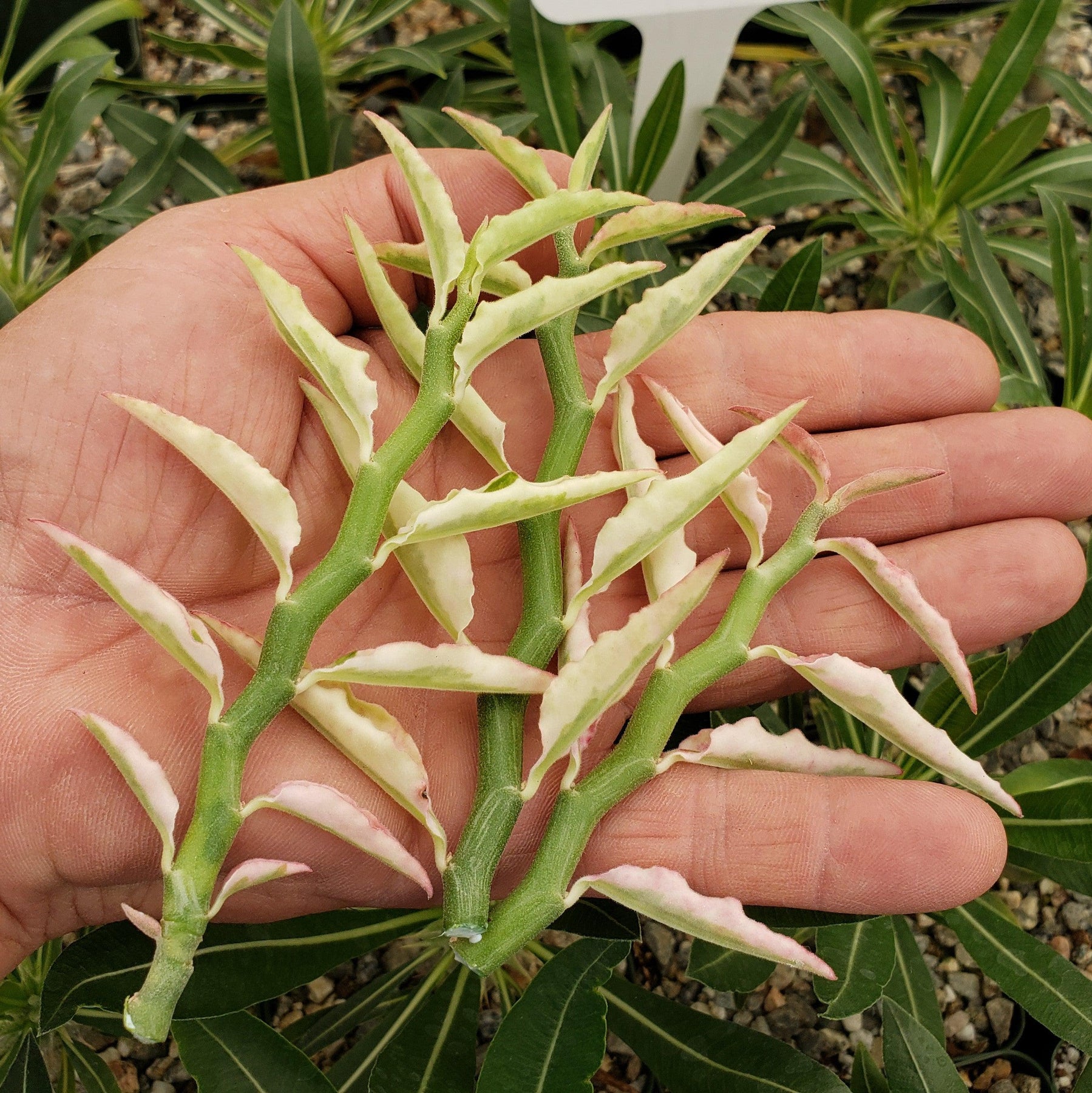 pedilanthus tithymaloides nana care