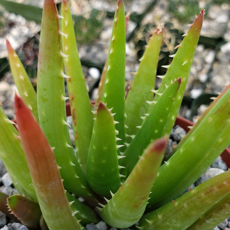 Aloe Vera Chinensis Planet Desert 1759