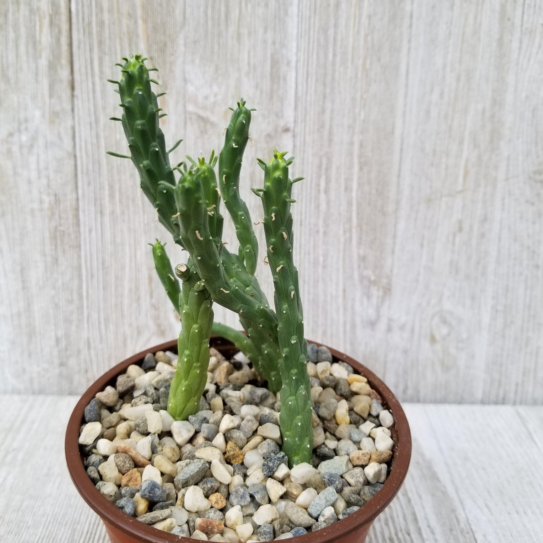 Euphorbia Caput Medusae – Planet Desert