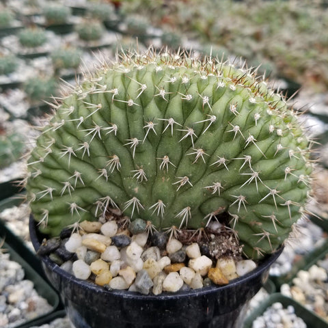 ECHEVERIA imbricata x cante 'Dusty Violet' – Rancho Tissue