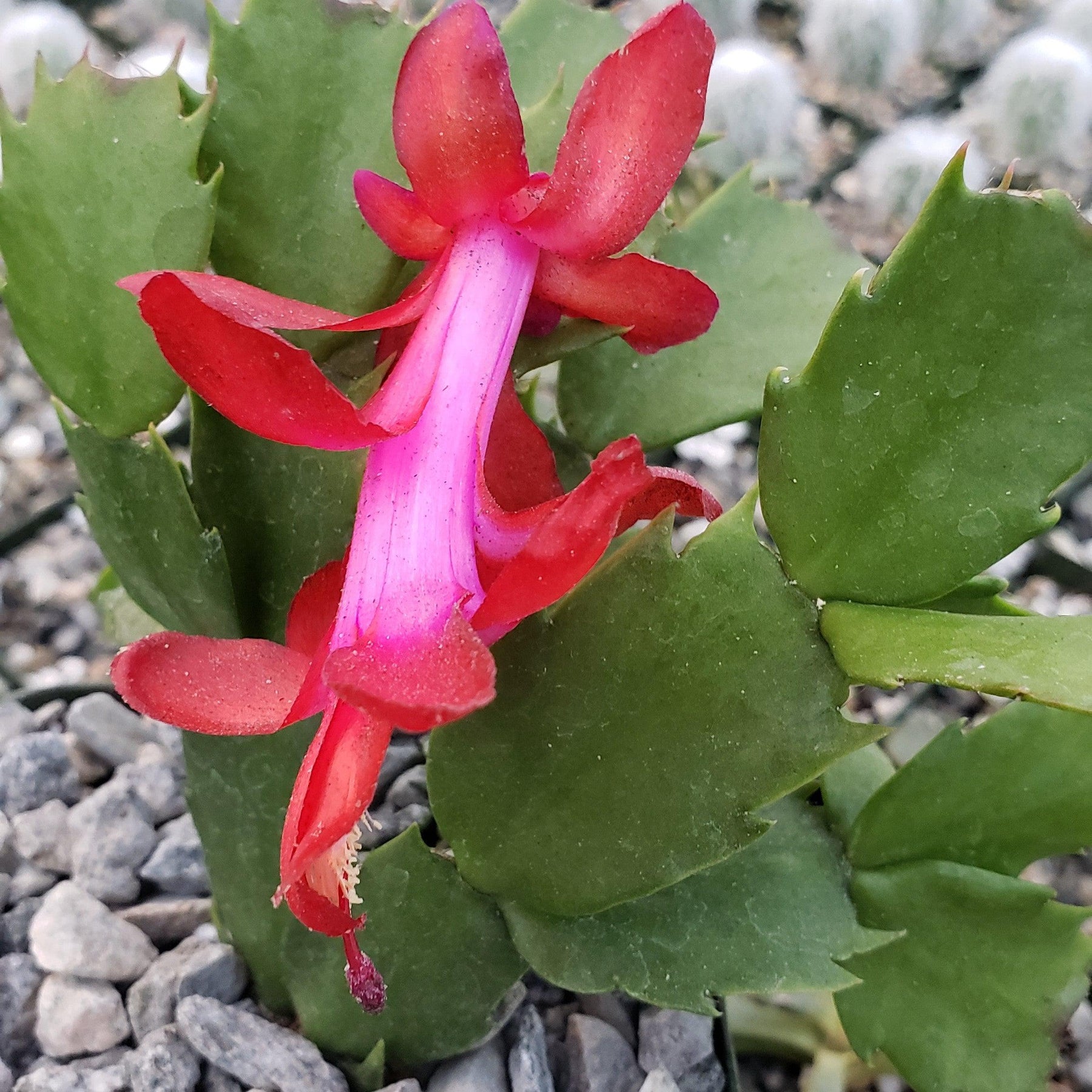 Schlumbergera truncata red Thanksgiving Cactus – Planet Desert