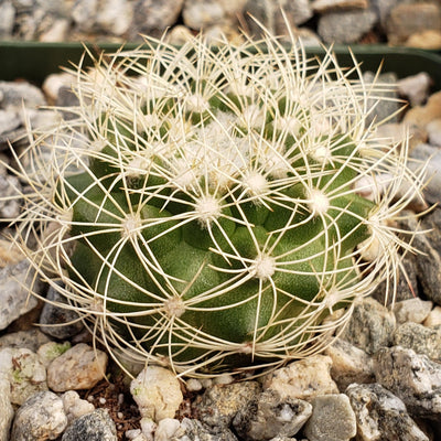 Shop 15 Types of Barrel Cactus 'Ferocactus' - Planet Desert
