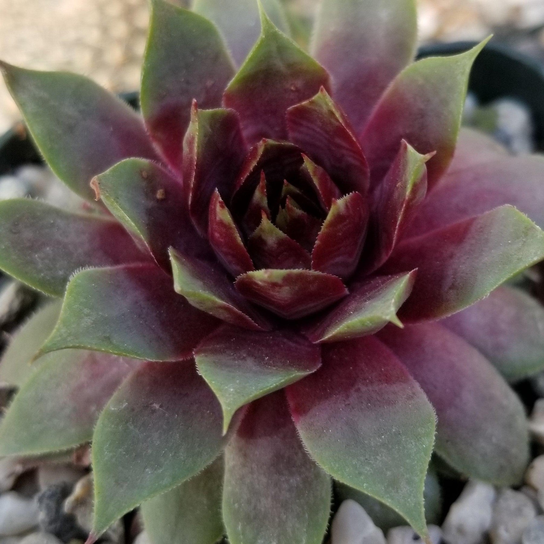 Buy Sempervivum Ruby Heart Succulent Plant | Planet Desert