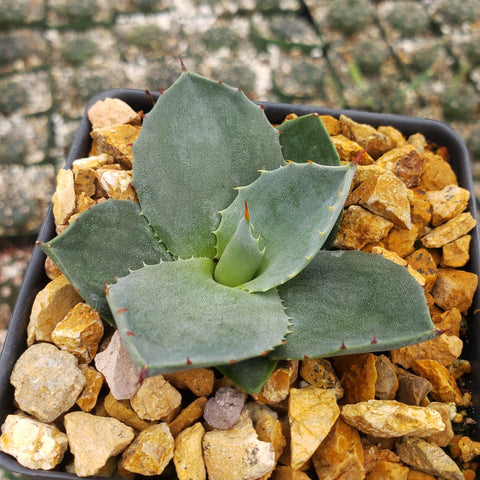 agave parryi - Planet Desert