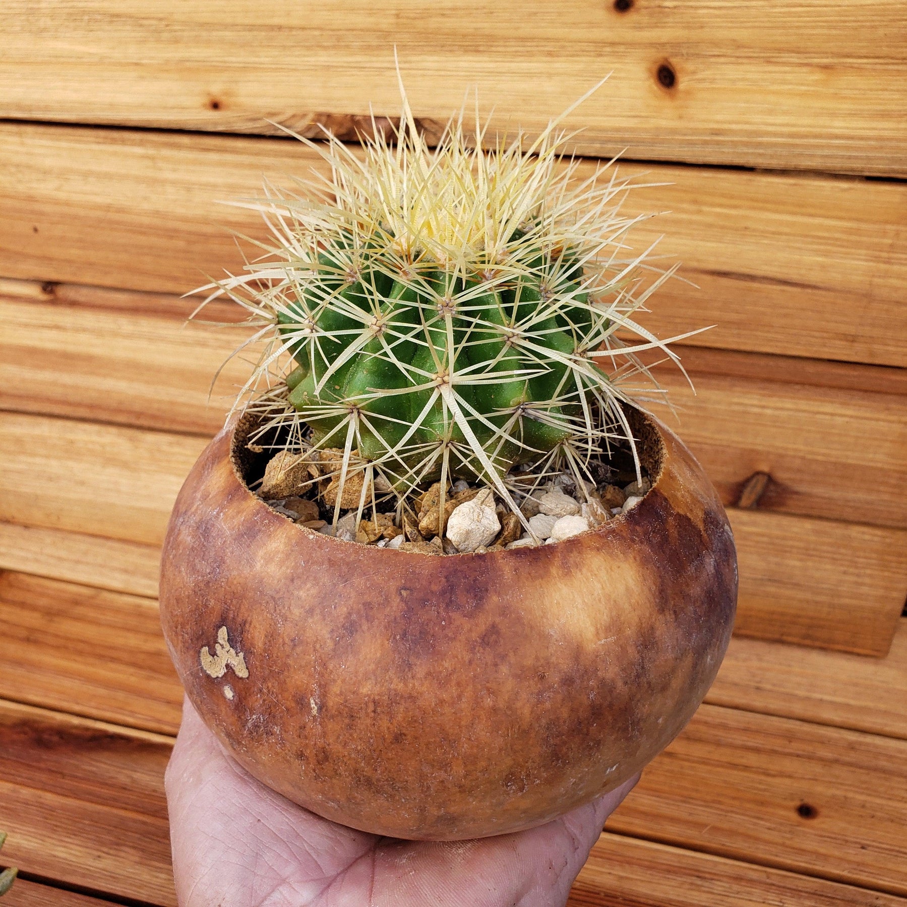 6 inch DIY Cactus Gourd Centerpiece arrangement – Planet Desert