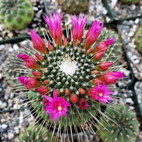 Fish Hook Cactus Starter Plant Mammilaria -  Canada