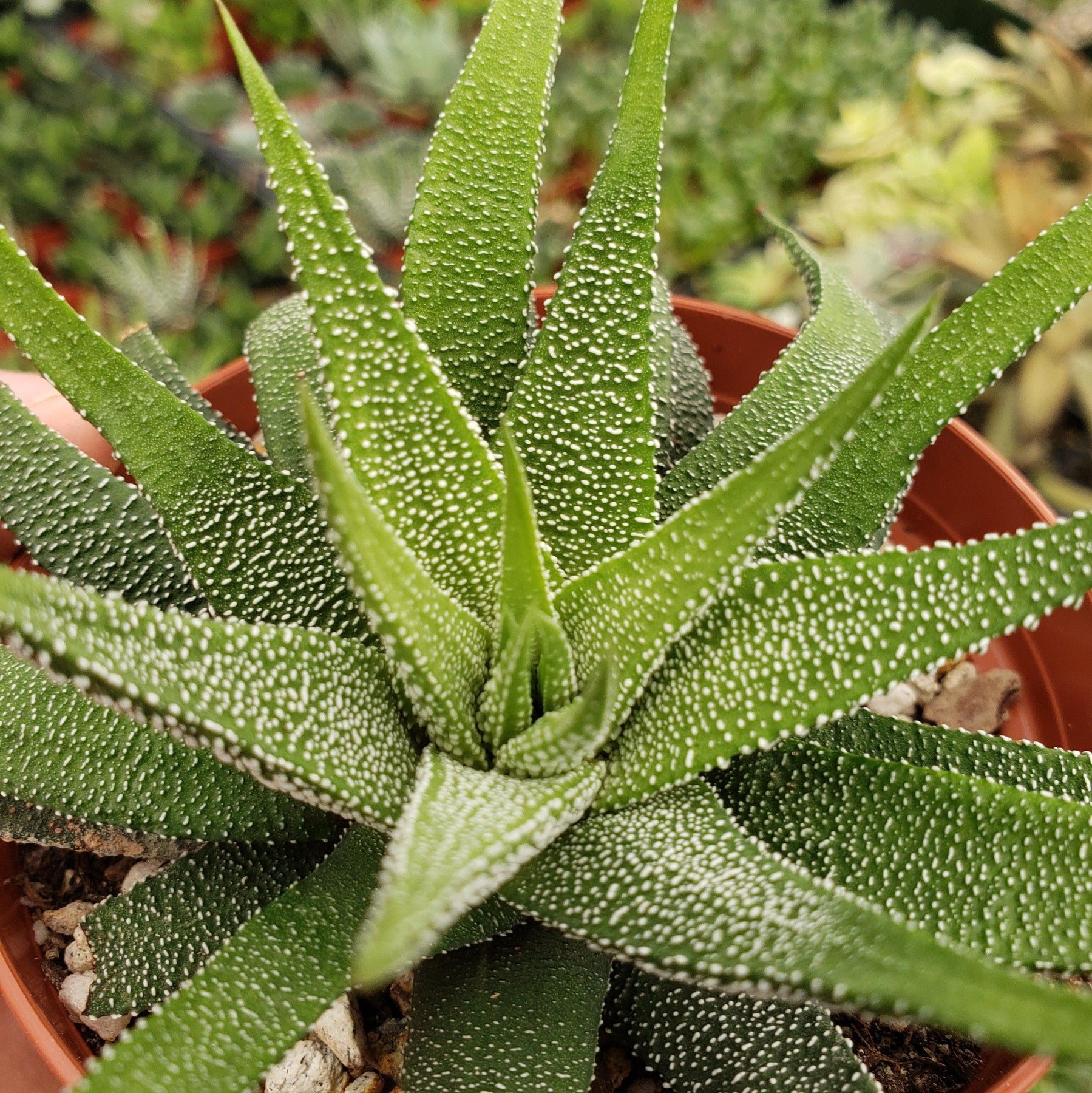 haworthia concolor