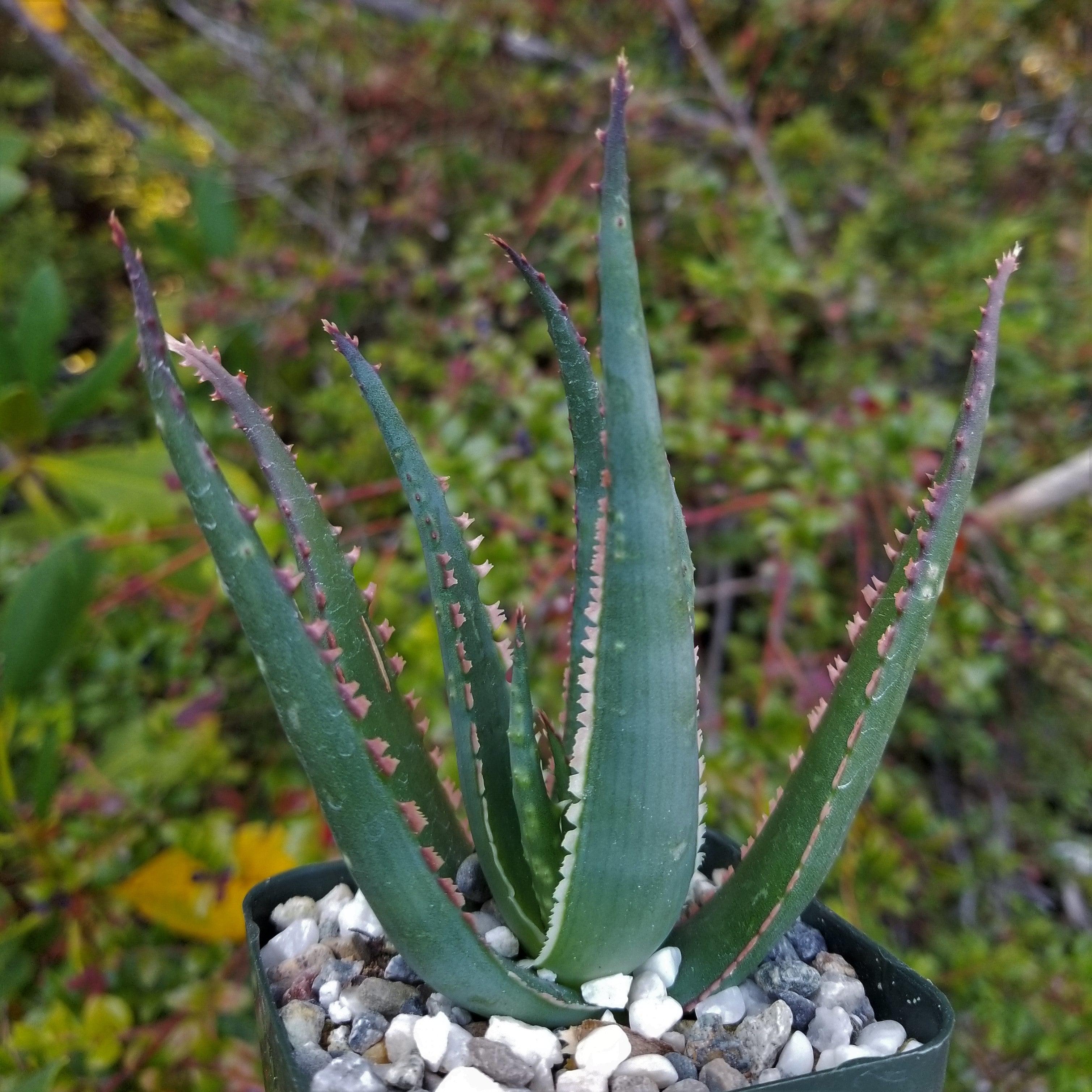 Aloe Coral Fire | Planet Desert