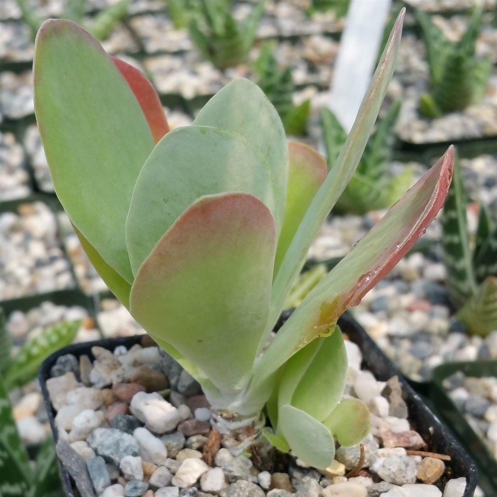 Kalanchoe luciae flapjacks | Planet Desert