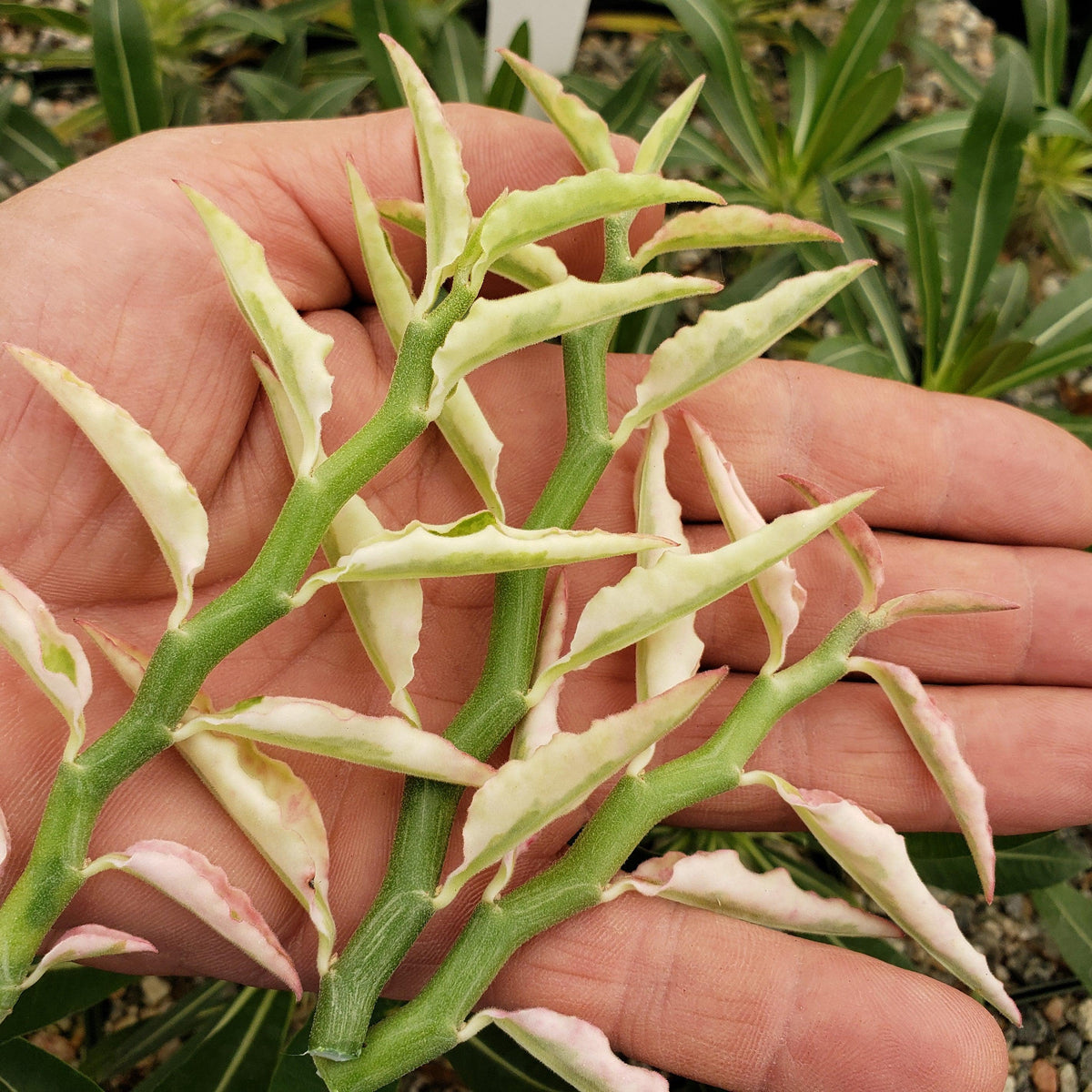 pedilanthus tithymaloides nana care