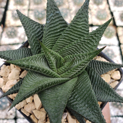 Haworthia Miami, 2 inch, wandera Tropiflora Lace Aloe, Variegated Whit –  Florida House Plants