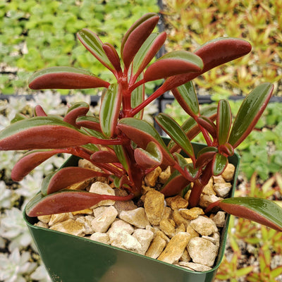 Peperomia scandens variegated/ Cupid Peperomia. - Rudyn Gladioli Farm