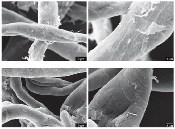 Cotton fiber structure before (top images) and after (bottom images) liquid ammonia treatment. Source: Elisabete Frollini, Universidade de São Paulo