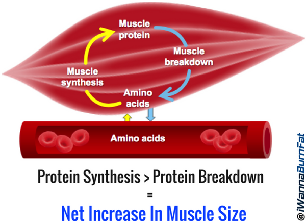 Branched Chain Amino Acids For protein Synthesis