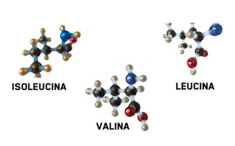 BRANCHED CHAIN AMINO ACIDS