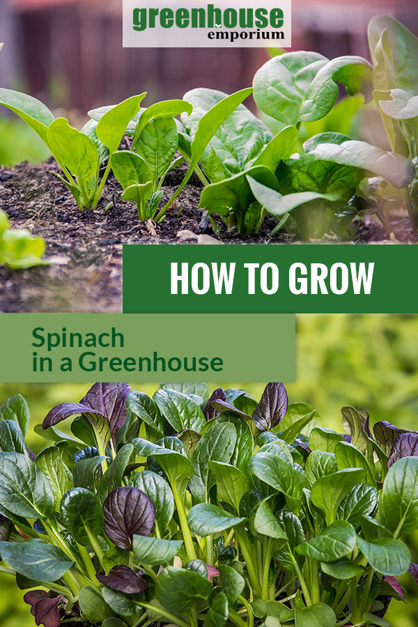How to Grow Spinach in a Greenhouse | Greenhouse Emporium