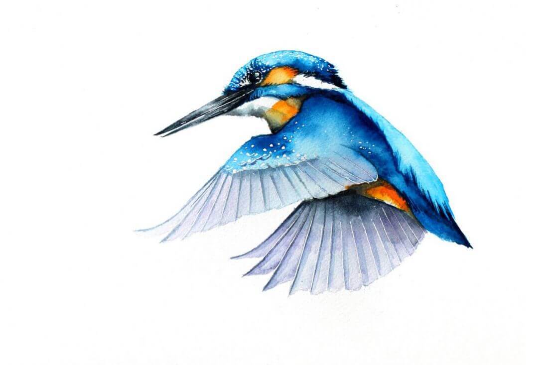 Flying Kingfisher - Watercolor Painting - Bird Wildlife Art Print ...