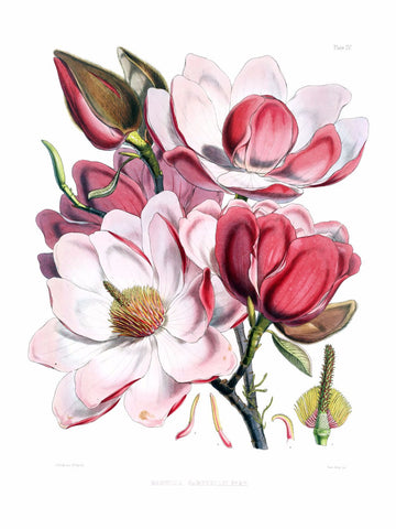 Magnolia campbellii flowers - Canvas Prints by Michael Pierre | Buy  Posters, Frames, Canvas & Digital Art Prints | Small, Compact, Medium and  Large Variants