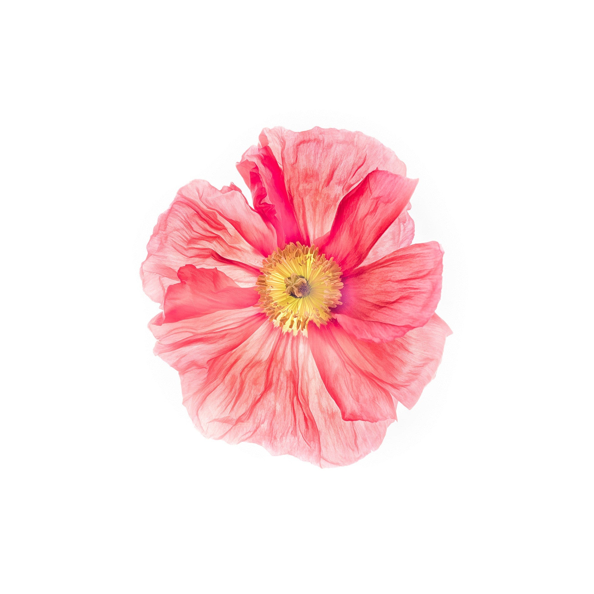 pink poppy flower art