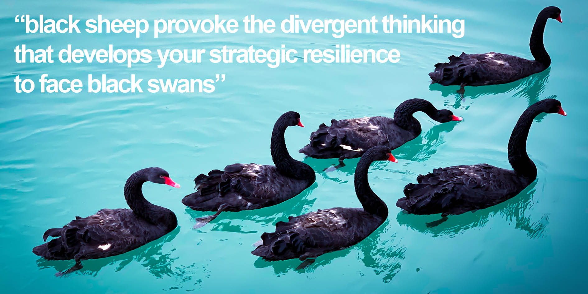 sarah leslie consulting why you need black sheep in the face of black swans