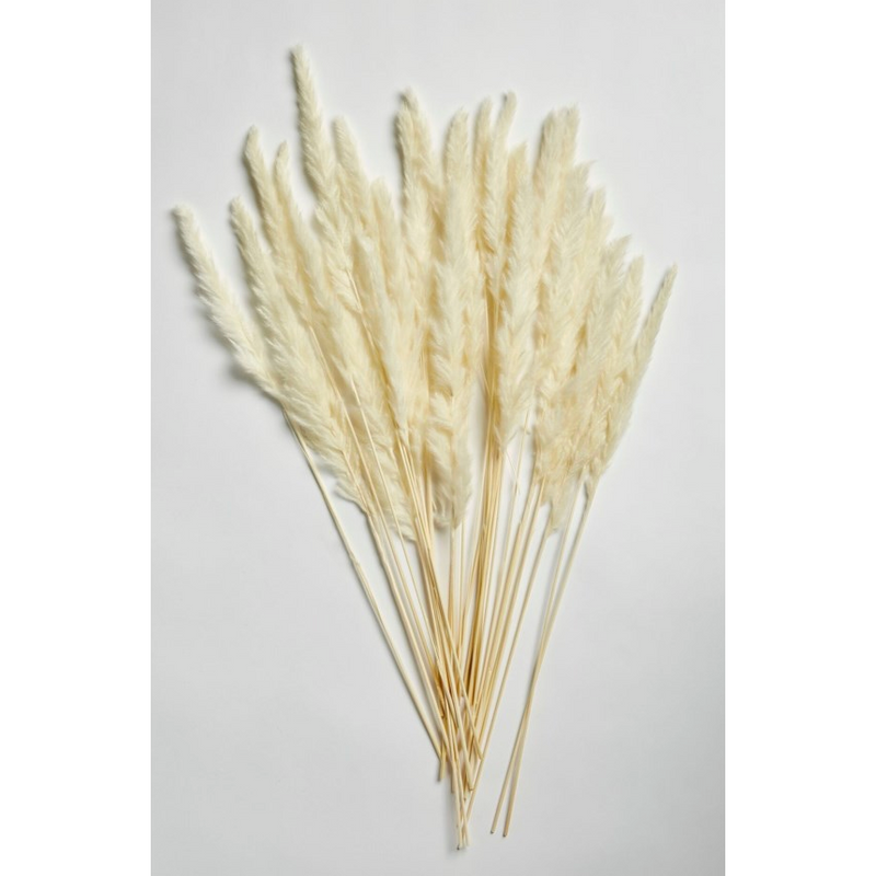 Pampas Grass Bleach White 122 West