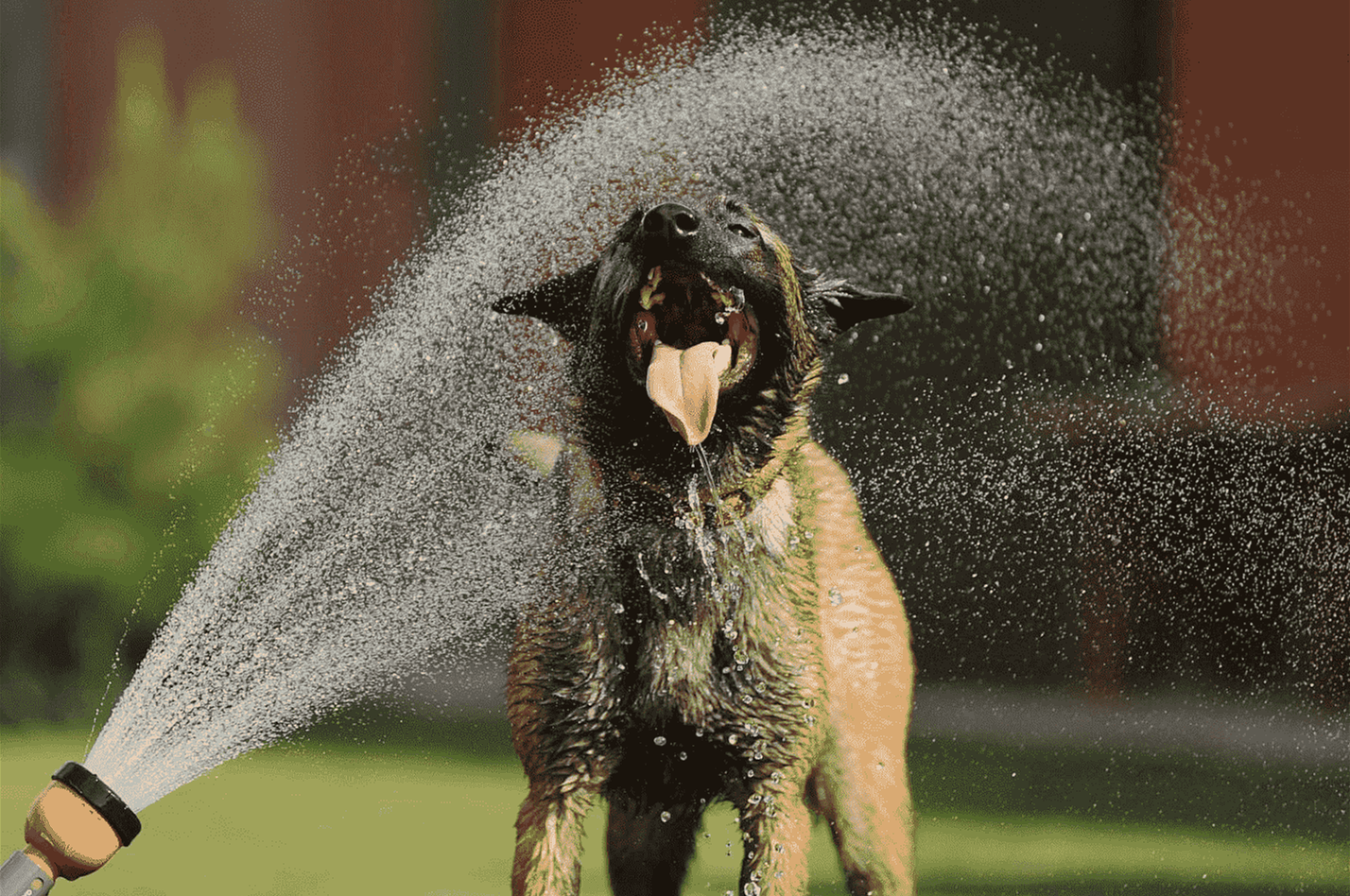 Simple Tips to Help Keep Your Pets Safe During Heatwaves