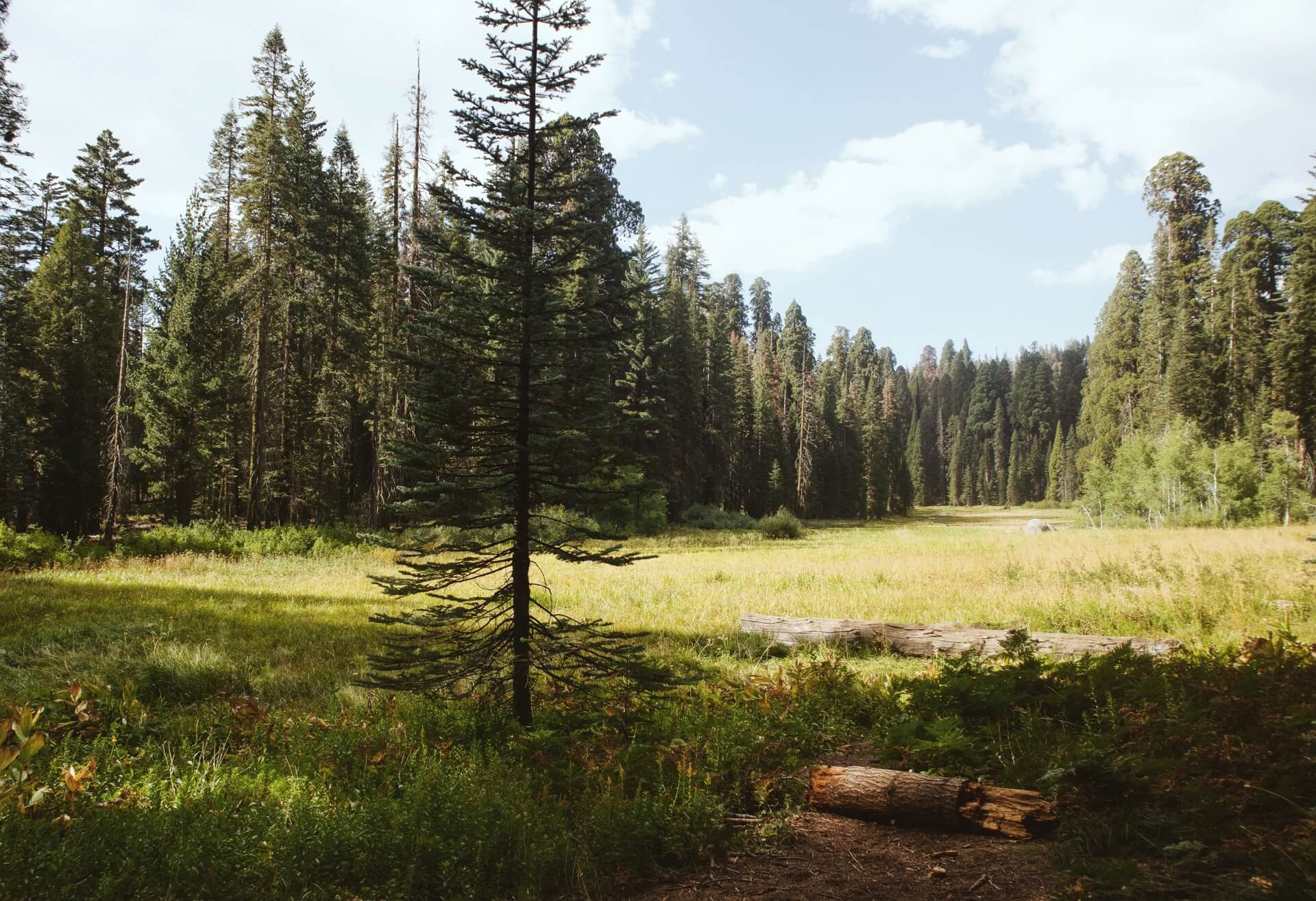 Sequoia National Area