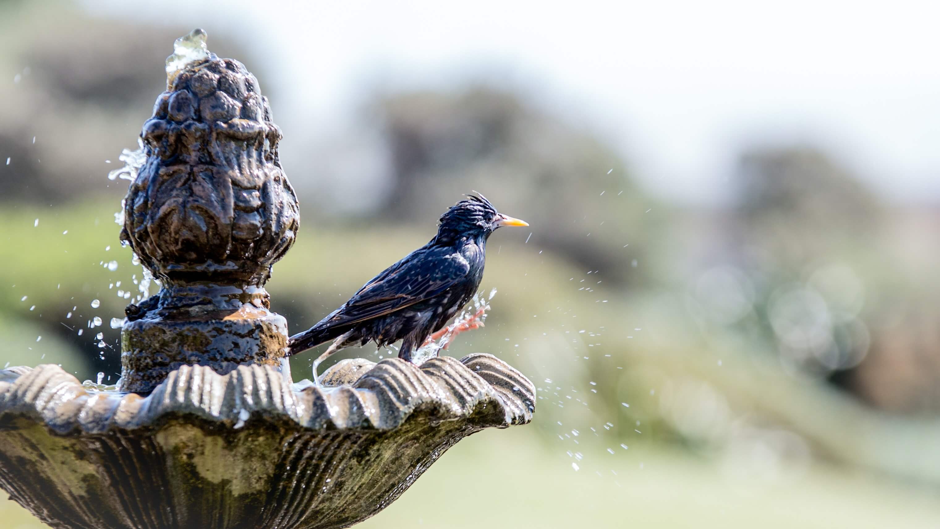 Solar Powered Bird Bath