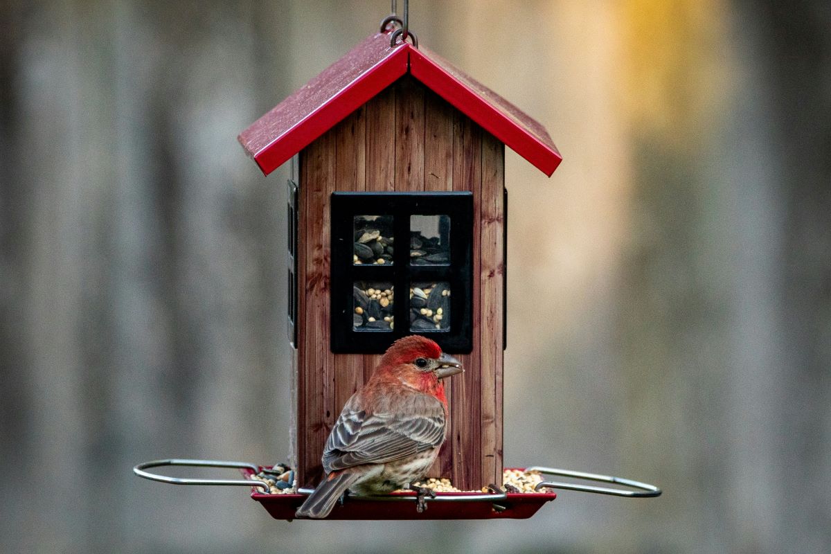 birdhouse diy bird feeder