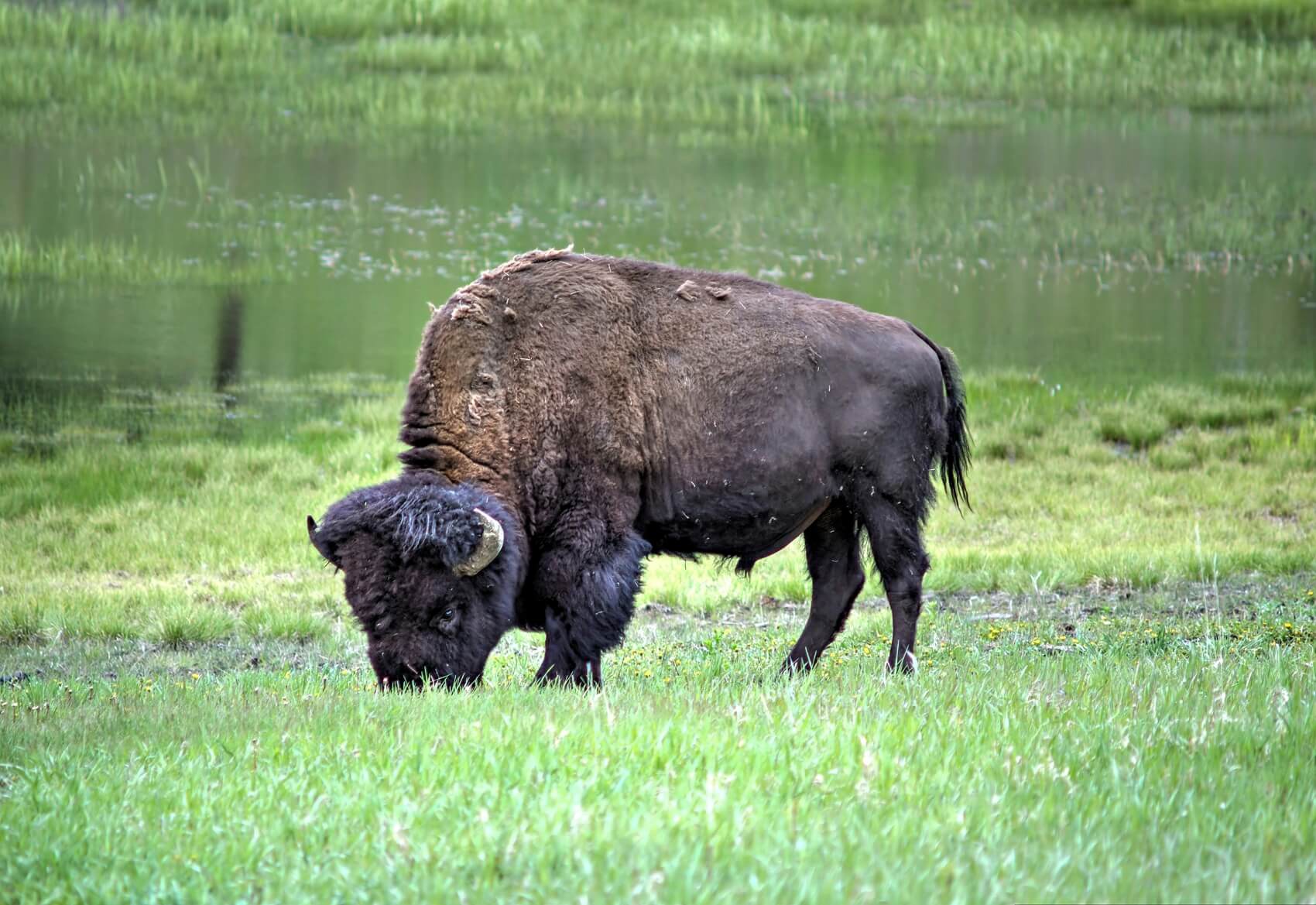 Buffalo Pass