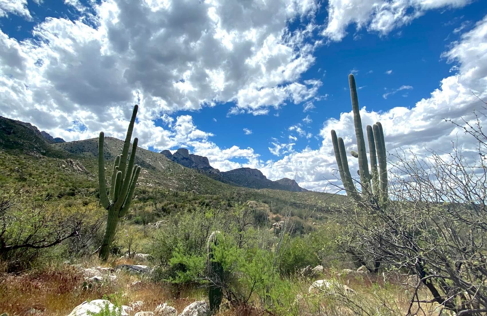 Catalina State Park