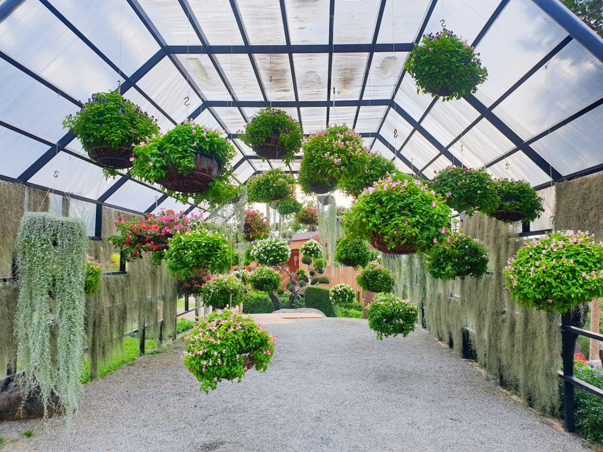 hanging plants diy greenhouse idea