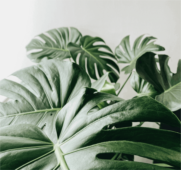 houseplants