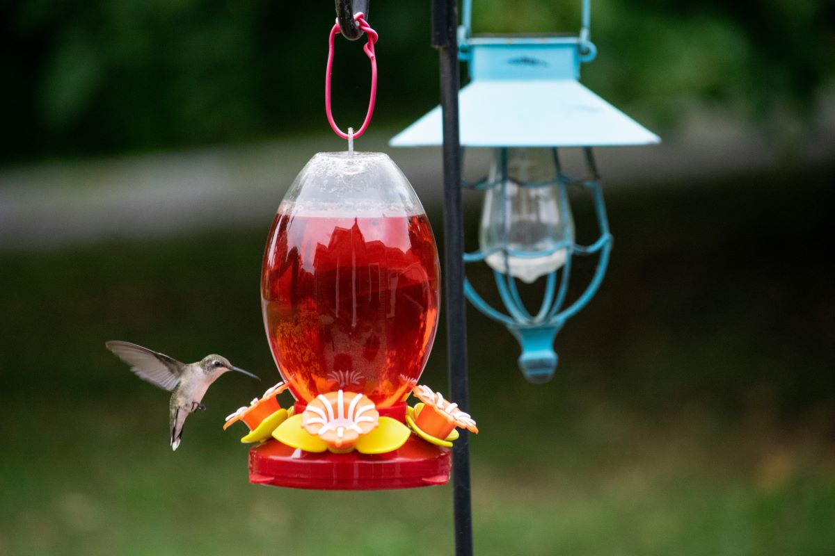 hummingbird diy bird feeder