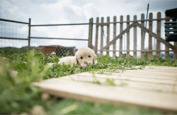 install a dog friendly fence