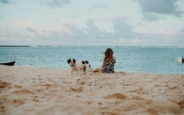 pet beach photography