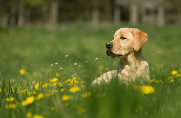 plant dog safe flowers in backyard