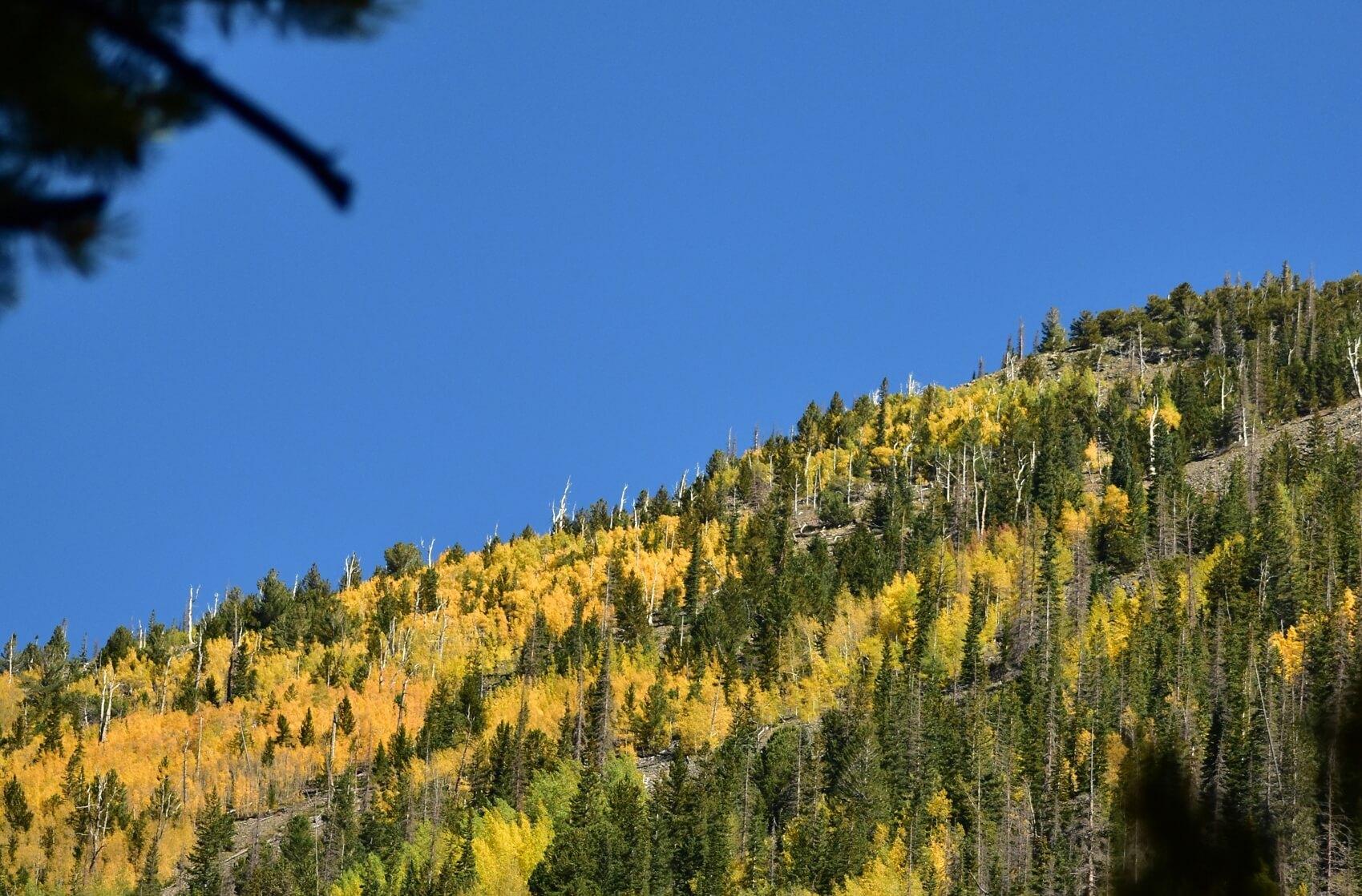 San Isabel National Forest