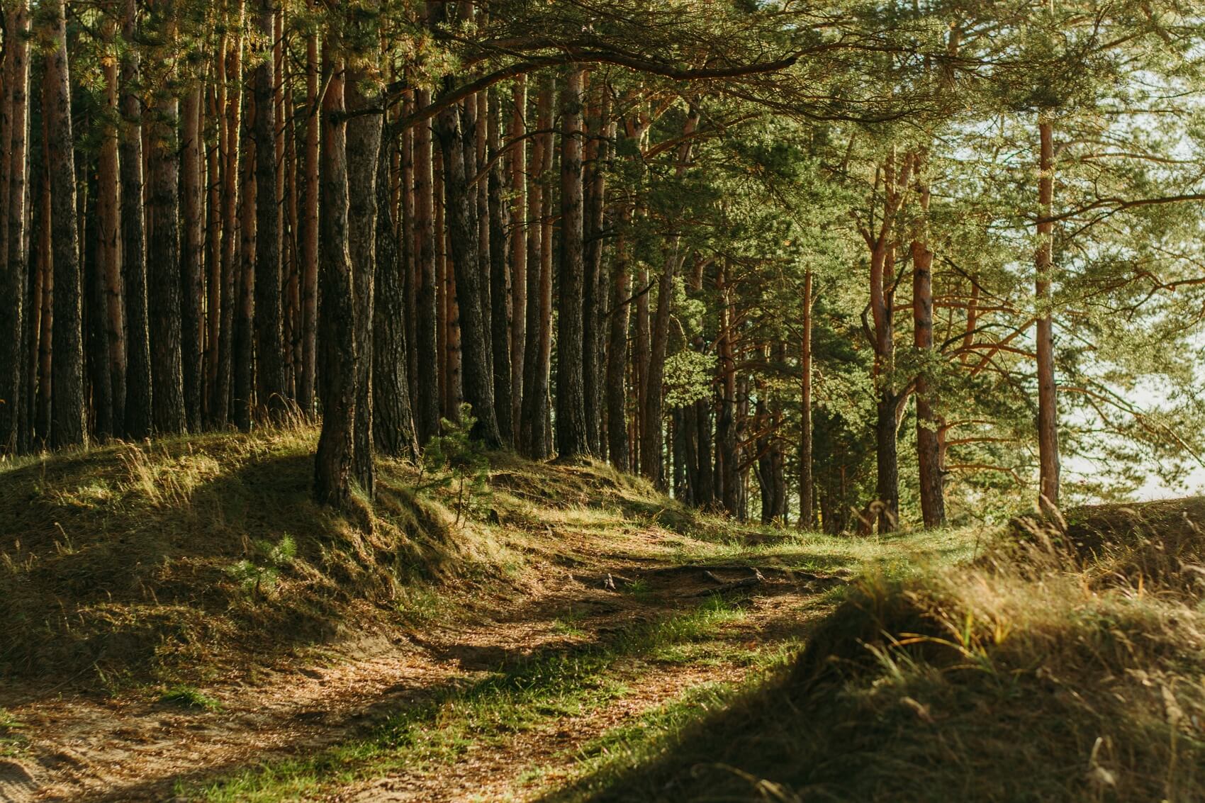 Van Damme State Park