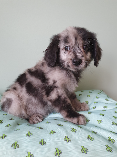 Aussiedoodle