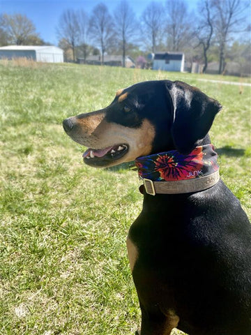 black and brown medium size dog in tie dye junk headband