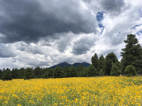 Sunflowers and peaks