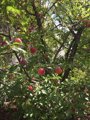 plum tree